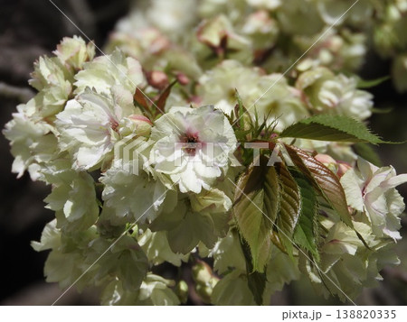 淡い黄緑色の花を咲かす「鬱金桜(ウコンザクラ)」 淡い黄緑色の花を咲かす「鬱金桜(ウコンザクラ)」 138820335
