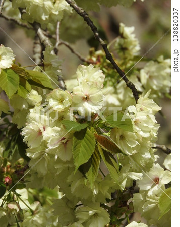 淡い黄緑色の花を咲かす「鬱金桜（ウコンザクラ）」 138820337