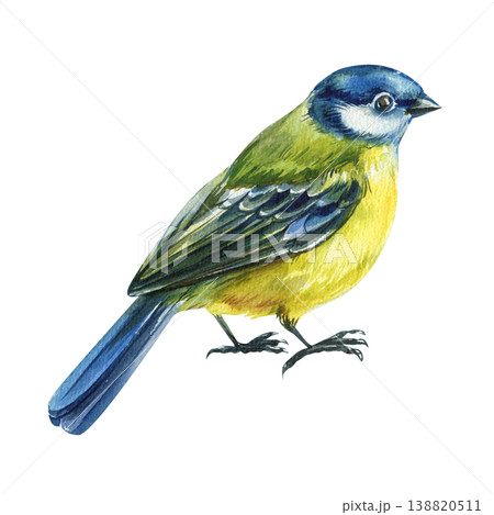 blue yellow songbird watercolor clipart isolated on light background with green feathers for spring botanical decor 138820511