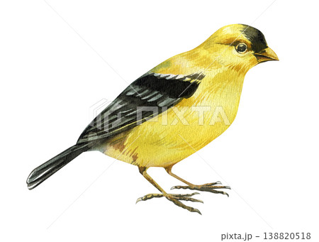 yellow songbird watercolor clipart isolated on light background with black wings for spring nursery and nature decor 138820518