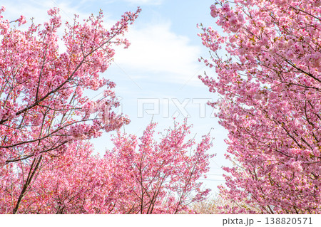 薄紅色のグラデーション、山間に広がる桜 薄紅色のグラデーション、山間に広がる桜 138820571