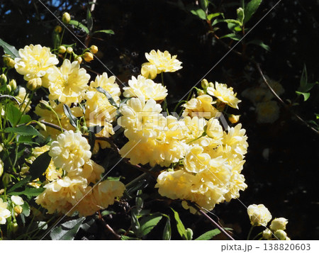 日ざしを浴びた黄色いモッコウバラの花と蕾(吉野川近くの木香薔薇) 日ざしを浴びた黄色いモッコウバラの花と蕾(吉野川近くの木香薔薇) 138820603
