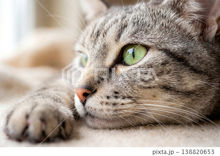 遠くを見つめる猫 138820653