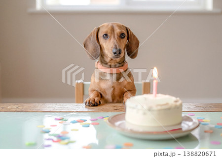 犬の誕生日 犬の誕生日 138820671