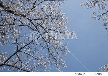 青空に映える満開の桜 138820899