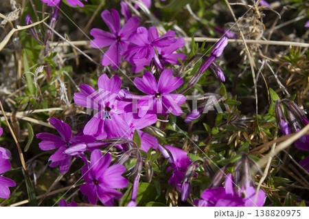 close up pink Moss Phlox close up pink Moss Phlox 138820975