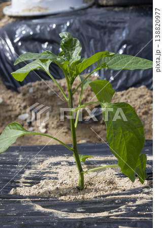 These are chili pepper seedlings planted in the field. These are chili pepper seedlings planted in the field. 138820977