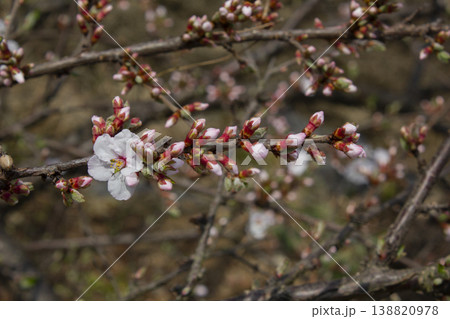 Pink cherry blossom(Cherry blossom, korean cherry) on the Nanking cherry tree. Pink cherry blossom(Cherry blossom, korean cherry) on the Nanking cherry tree. 138820978