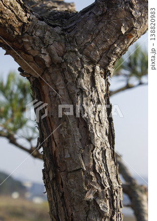 It is a pillar of a pine tree. It is a pillar of a pine tree. 138820983