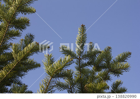 fir tree close up. Green branches of fir tree . 138820990