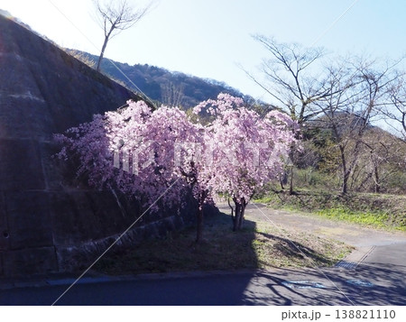 道路脇に咲く枝垂れ桜 道路脇に咲く枝垂れ桜 138821110