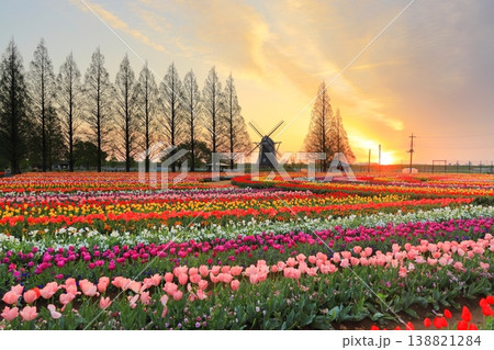 風車とチューリップ畑・あけぼの山農業公園の夜明け 風車とチューリップ畑・あけぼの山農業公園の夜明け 138821284
