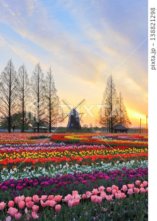 風車とチューリップ畑・あけぼの山農業公園の夜明け 風車とチューリップ畑・あけぼの山農業公園の夜明け 138821298