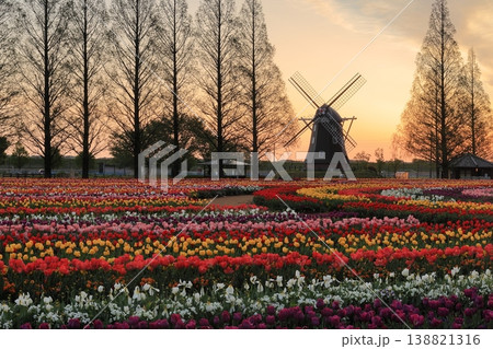 風車とチューリップ畑・あけぼの山農業公園の夜明け 138821316