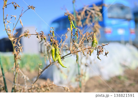 畑の獅子唐辛子 138821591