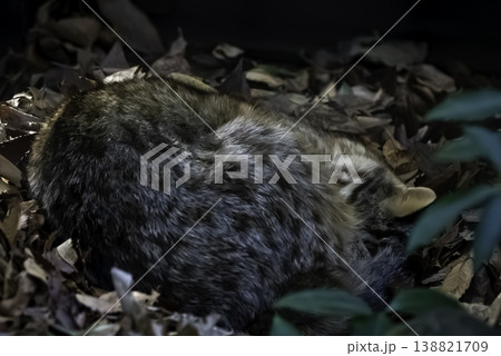 眠るツシマヤマネコ 眠るツシマヤマネコ 138821709