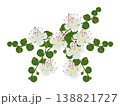 Caper bush with buds and flowers on a white background. 138821727