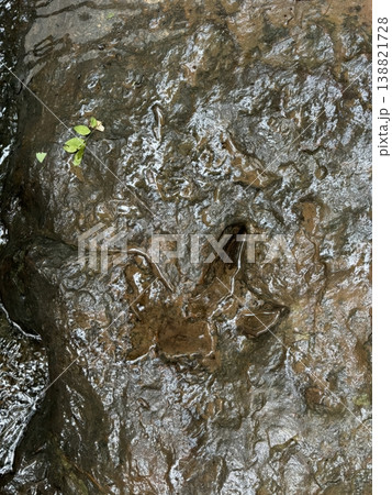 Ancient Fossilized Theropod Dinosaur Footprint in Wet Sedimentary Rock Ancient Fossilized Theropod Dinosaur Footprint in Wet Sedimentary Rock 138821728