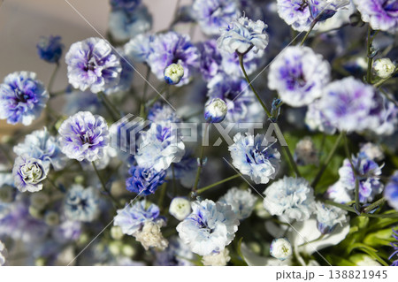 Purple mist flower close up. Purple mist flower close up. 138821945