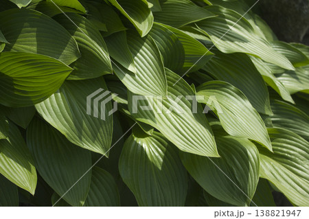 close up Green leaves of hosta. close up Green leaves of hosta. 138821947
