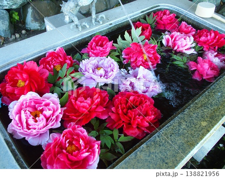 春の寺の手水鉢に浮かぶカラフルな牡丹の花 138821956