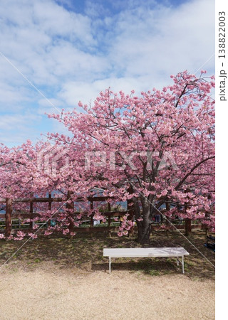 上関城山歴史公園の桜 138822003