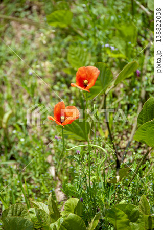 ナガミヒナゲシ 138822038