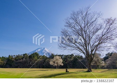 (山梨県富士吉田市)新緑の諏訪の森自然公園(富士パインズパーク) (山梨県富士吉田市)新緑の諏訪の森自然公園(富士パインズパーク) 138822107