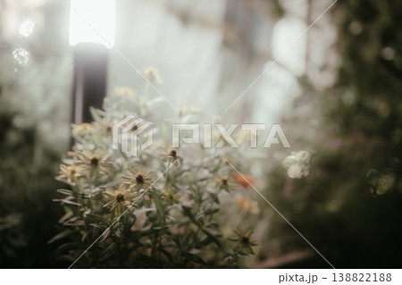 やわらかな光に包まれた花の背景素材 やわらかな光に包まれた花の背景素材 138822188
