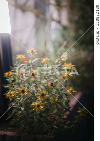 やわらかな光に包まれた花の背景素材 やわらかな光に包まれた花の背景素材 138822189