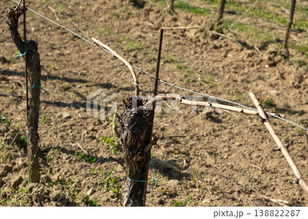 Pruned grapevine branch tied to a metal wire in spring. Pruned grapevine branch tied to a metal wire in spring. 138822287
