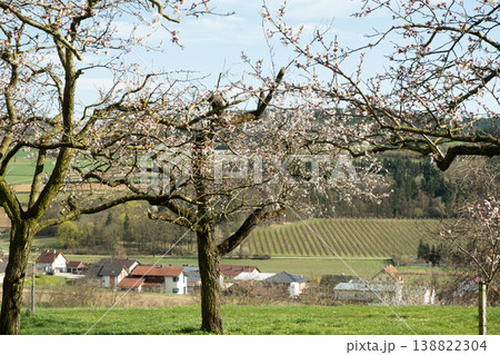 Scenic apricot blossom orchard with rural hills and village view 138822304