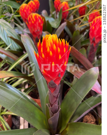 Vibrant exotic Guzmania flower, tropical Bromeliad plant Vibrant exotic Guzmania flower, tropical Bromeliad plant 138822307