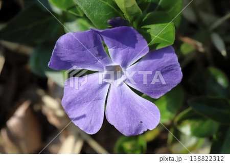 春の庭に咲く紫色のツルニチニチソウの花 春の庭に咲く紫色のツルニチニチソウの花 138822312