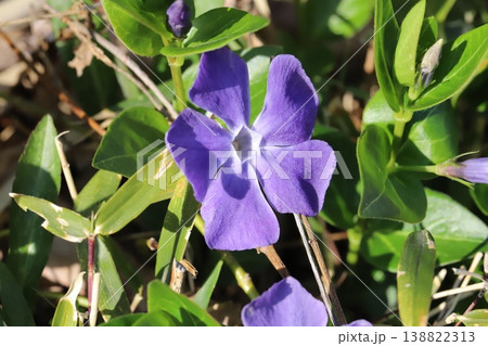 春の庭に咲く紫色のツルニチニチソウの花 春の庭に咲く紫色のツルニチニチソウの花 138822313