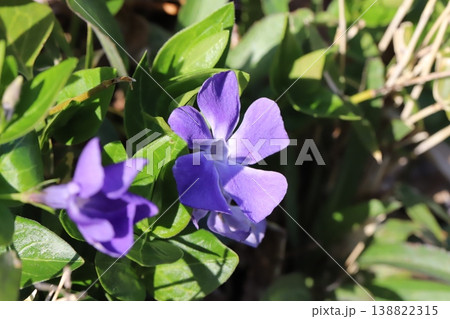 春の庭に咲く紫色のツルニチニチソウの花 138822315
