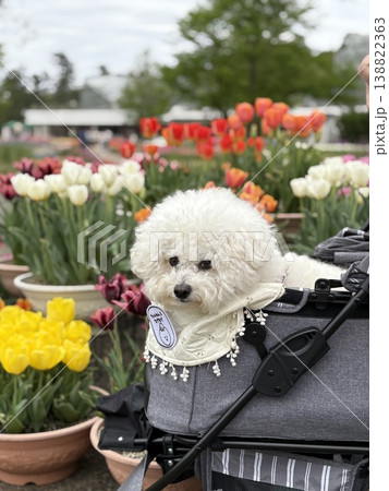 愛犬と花 愛犬と花 138822363