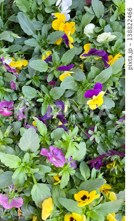 Abundance of colorful pansy flowers with green leaves in a vibrant spring garden floral background 138822466