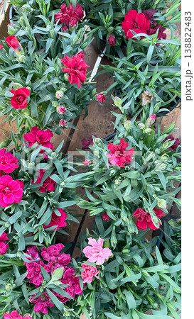 Vibrant pink and red dianthus flowers with green leaves in a lush spring garden floral background 138822483