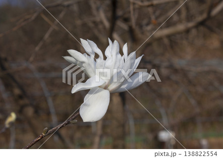 A blooming white magnolia flower A blooming white magnolia flower 138822554