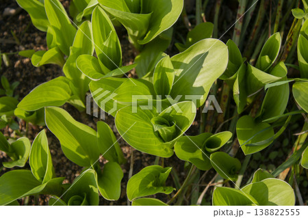 close up Green leaves of hosta. 138822555