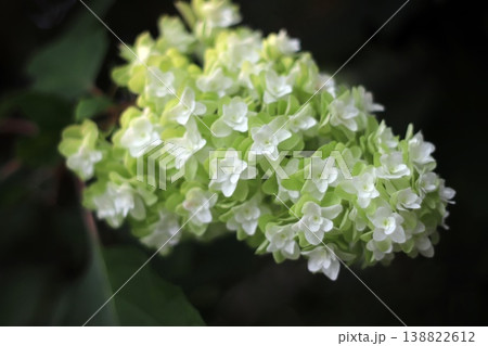 紫陽花 138822612