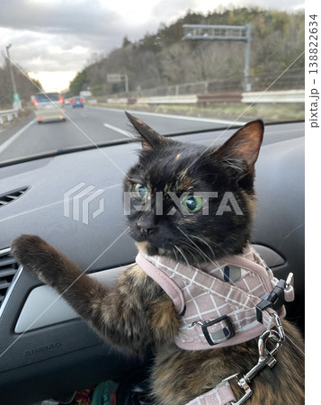 ドライブを楽しむサビ猫 ドライブを楽しむサビ猫 138822634