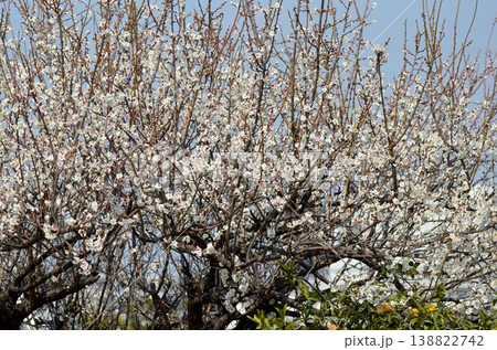 白い梅の花 白い梅の花 138822742