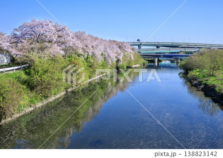 清須市、五条川の桜並木 清須市、五条川の桜並木 138823142