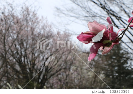 天に向かって咲くモクレンの花 天に向かって咲くモクレンの花 138823595