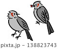 2羽のヒヨドリ。鳥のイラスト。アイソメトリック図。 138823743