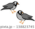 2羽のムクドリ。鳥のイラスト。アイソメトリック図。 138823745