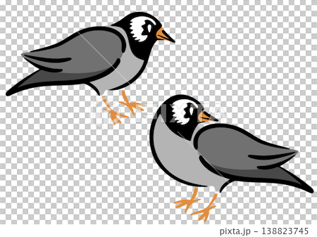兩隻椋鳥。鳥類插圖。等距圖。 138823745