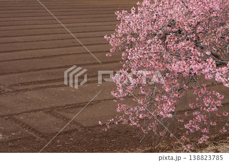 かんなみの桜　函南　伊豆　カワヅザクラ 138823785